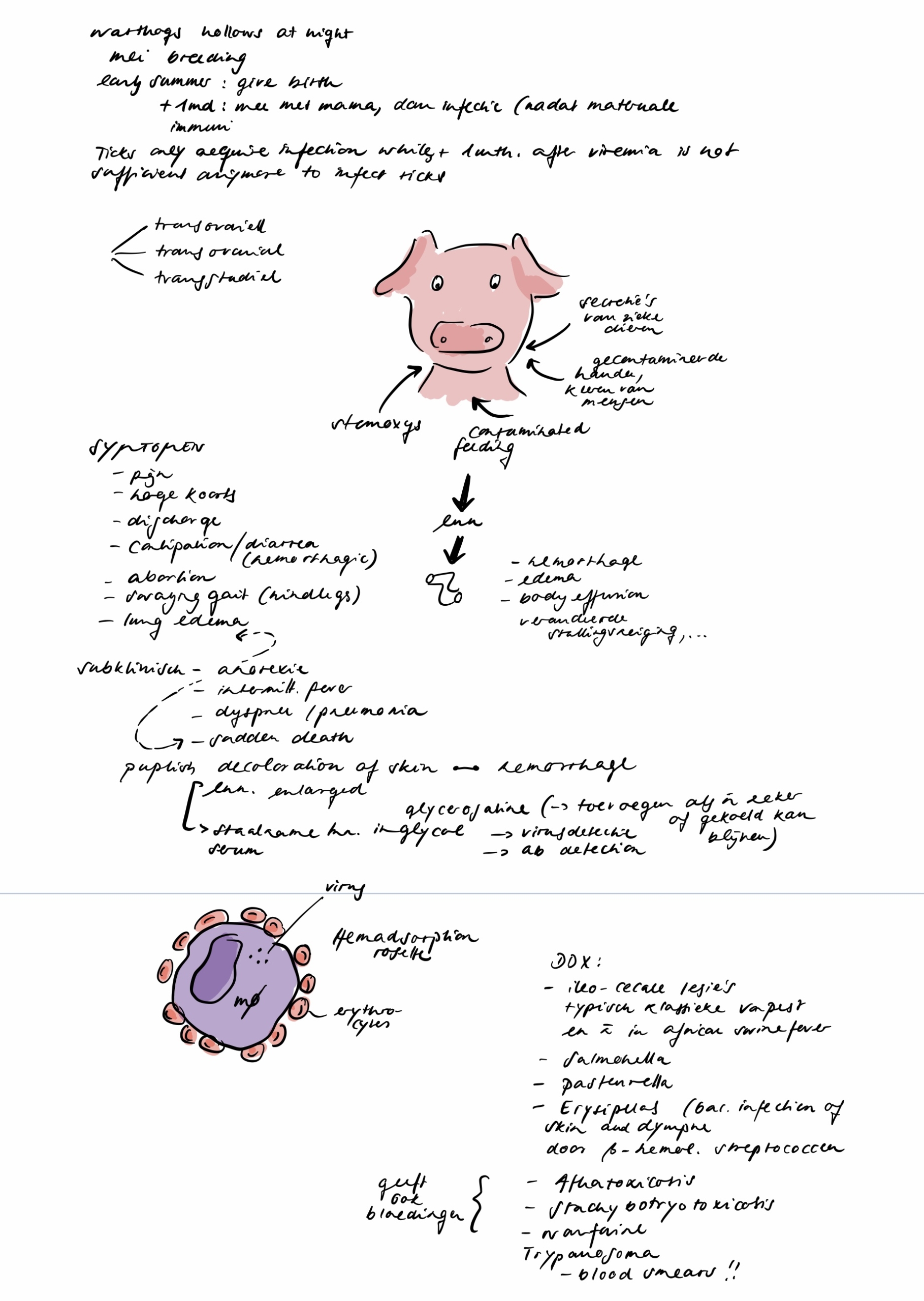 Wissenschaftliche Sketchnote